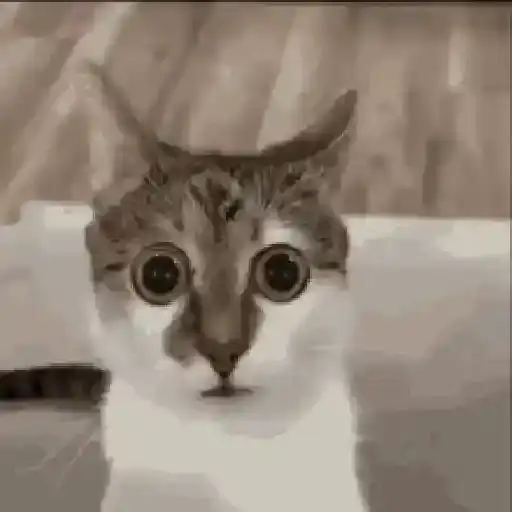 Gatos Surpresos — 4