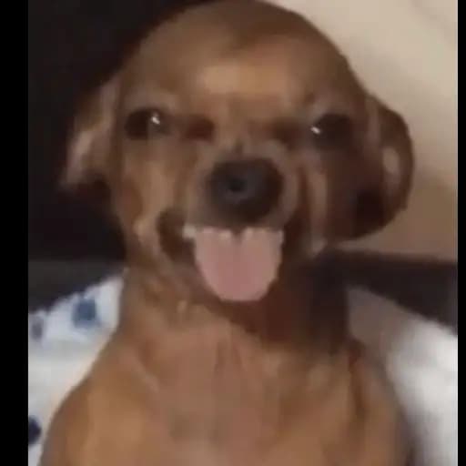 Cachorrinhos Fofos — 1