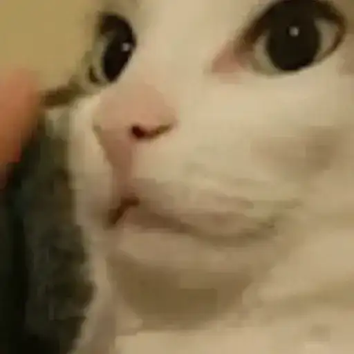 Gatos Surpresos — 2