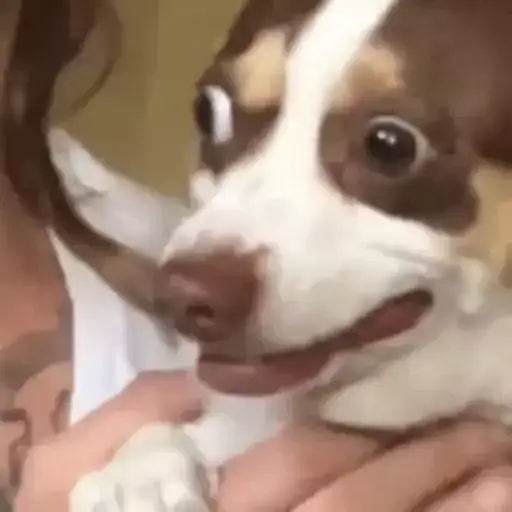 Cachorrinhos Fofos — 3