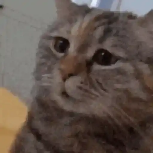 Gatos Surpresos — 3