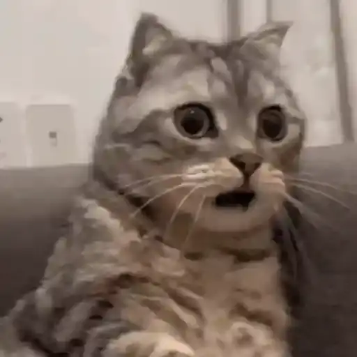 Gatos Surpresos — 1