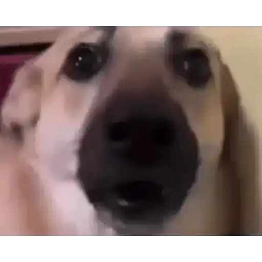 Cachorrinhos Fofos — 4